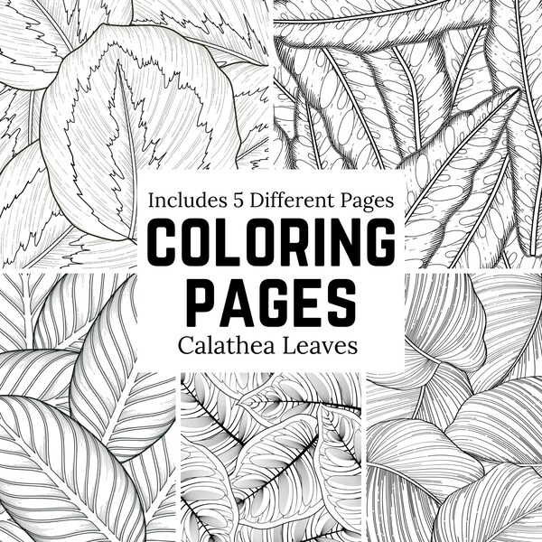 Calathea House Plant Coloring Pages | Includes 5 coloring sheets with Calathea Medallion, Lancifolia, Warscewiczii, Makoyana, & Orbifolia