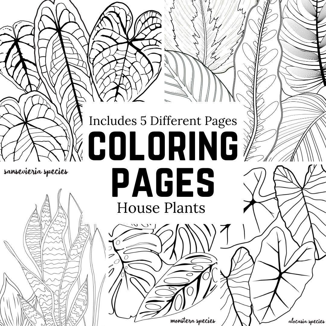 House Plant Coloring Pages Includes 5 Different Coloring - Etsy