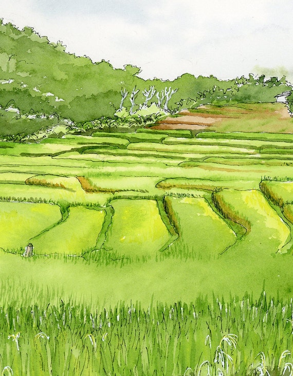 Rice fields | Illustration art, Landscape illustration, Illustration design