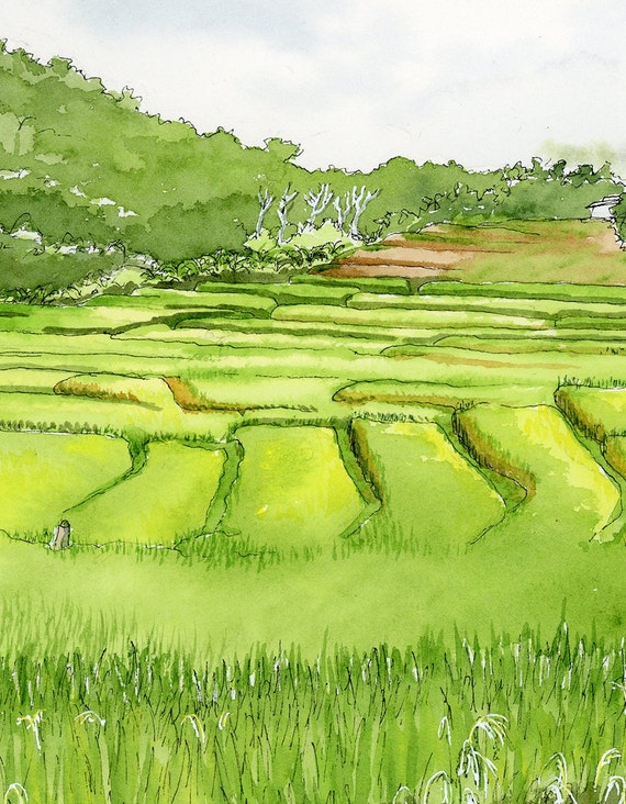 Rice Field Sketch