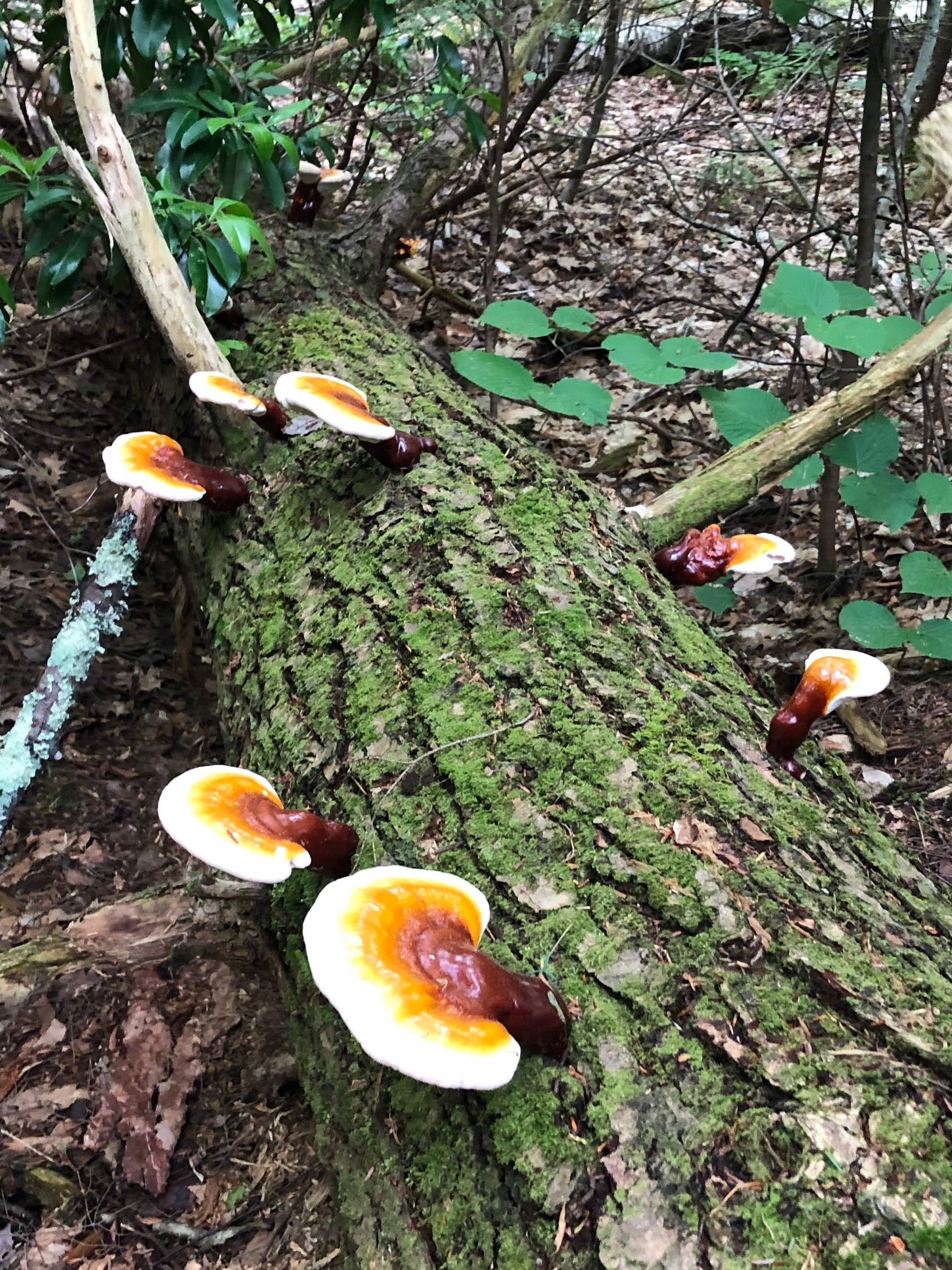 2oz Wild Foraged Dried Reishi Mushrooms Etsy