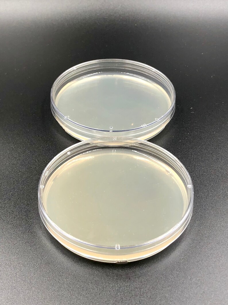 2 Prepoured Agar Plates Etsy