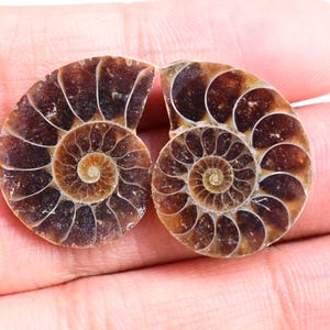 Ammonite Pair - 24 ct. Natural Fossilized Ammonite Shell, Polished Matching Fossils for Jewelry Making, Collector’s Specimen