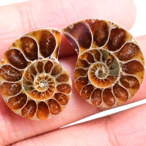 Ammonite Pair - 23 ct. Natural Fossilized Ammonite Shell, Polished Matching Fossils for Jewelry Making, Collector’s Specimen