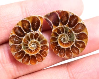 Par de Amonitas Polidas: Conchas Fósseis Naturais, Ideal para Fazer Bijuterias e Embalagens de Presente de Natal