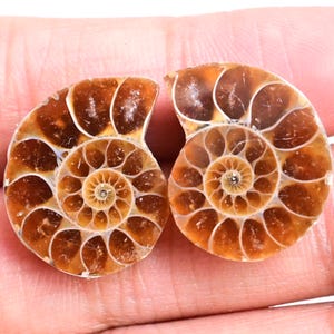 Ammonite Pair - 23 ct. Natural Fossilized Ammonite Shell, Polished Matching Fossils for Jewelry Making, Collector’s Specimen