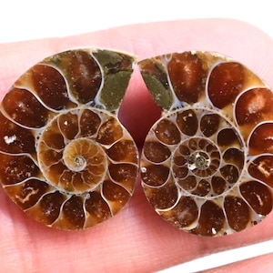 Ammonite Pair - 32 ct. Natural Fossilized Ammonite Shell, Polished Matching Fossils for Jewelry Making, Collector’s Specimen