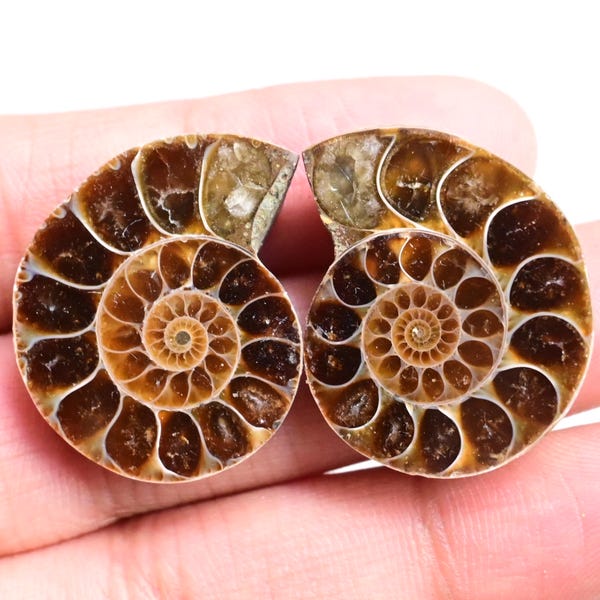 Polished Ammonite Pair: 61 ct. Fossil Shells for Jewelry Making Christmas Gift Wrap