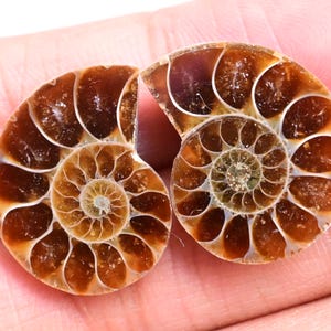 Ammonite Pair - 23 ct. Natural Fossilized Ammonite Shell, Polished Matching Fossils for Jewelry Making, Collector’s Specimen