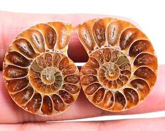 巨大な化石アンモナイト、半分にカットされ磨かれた本物のギフト