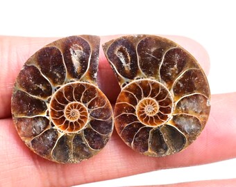 Par de Amonitas Polidas: Conchas Fósseis Naturais, para Confecção de Joias (38 ct.) Embalagem para Presente de Natal