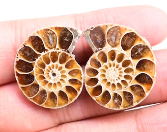 Polished Ammonite Pair: Natural Fossil Shells, Jewelry Making (46 ct) Christmas Gift Wrap