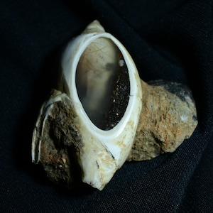 May include: A natural seashell specimen featuring a smooth, cream-colored exterior and a polished, translucent opening that reveals a dark, textured interior cavity. The shell is partially embedded in a rough, earthy, brown rock formation.