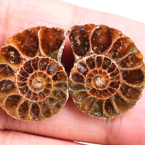 Ammonite Pair - 25 ct. Natural Fossilized Ammonite Shell, Polished Matching Fossils for Jewelry Making, Collector’s Specimen