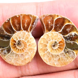 Ammonite Pair - 25 ct. Natural Fossilized Ammonite Shell, Polished Matching Fossils for Jewelry Making, Collector’s Specimen
