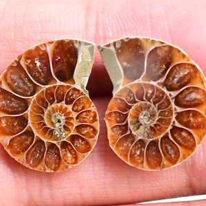 Ammonite Pair - 18 ct. Natural Fossilized Ammonite Shell, Polished Matching Fossils for Jewelry Making, Collector’s Specimen