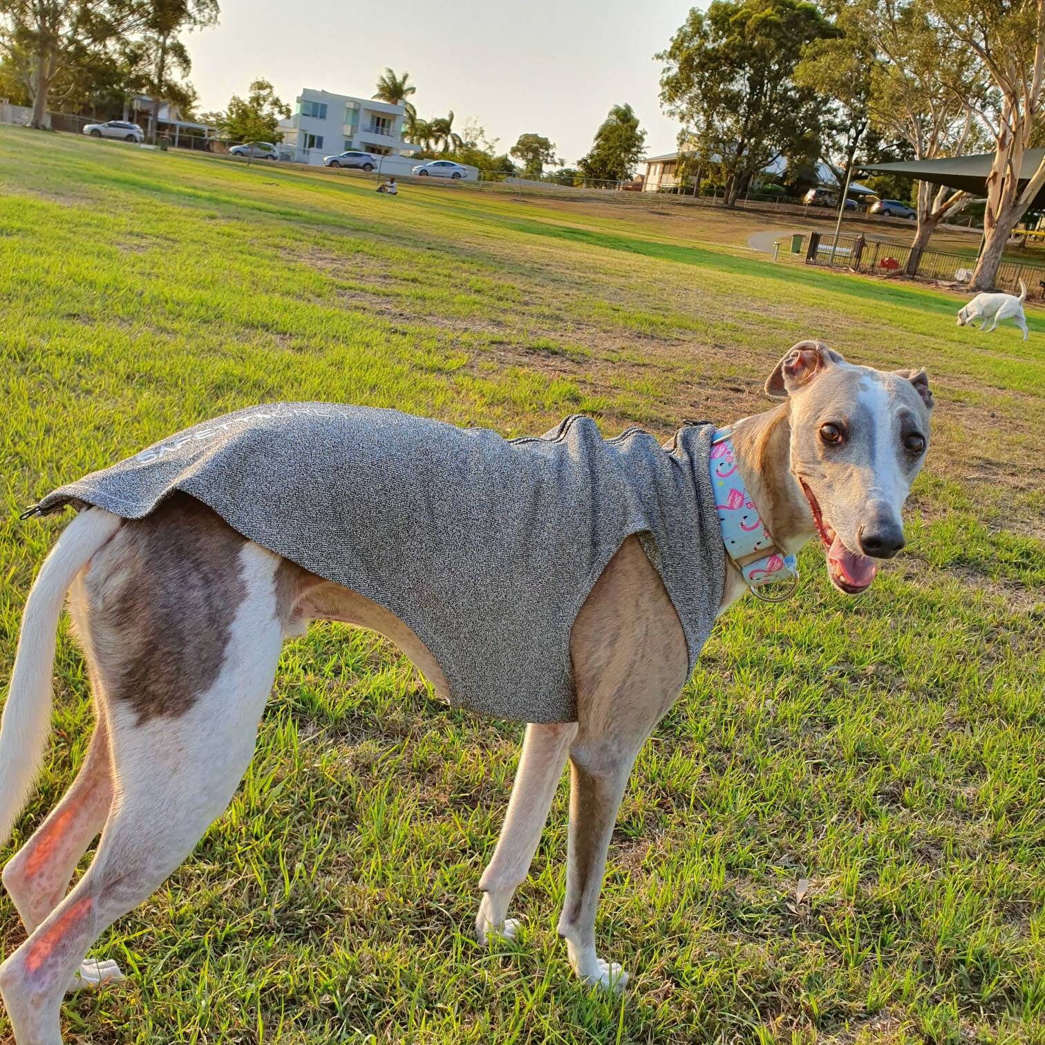 Greyhound Jackets for sale Only 2 left at 65