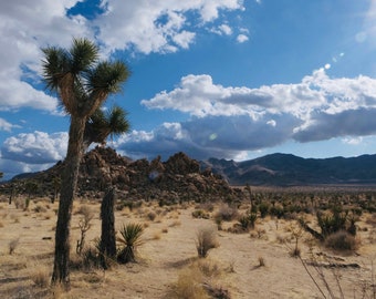 Desert, Joshua Tree, and Beautiful Sky, Digital Download, Printable Color Photograph, Nature, Wall Art Prints
