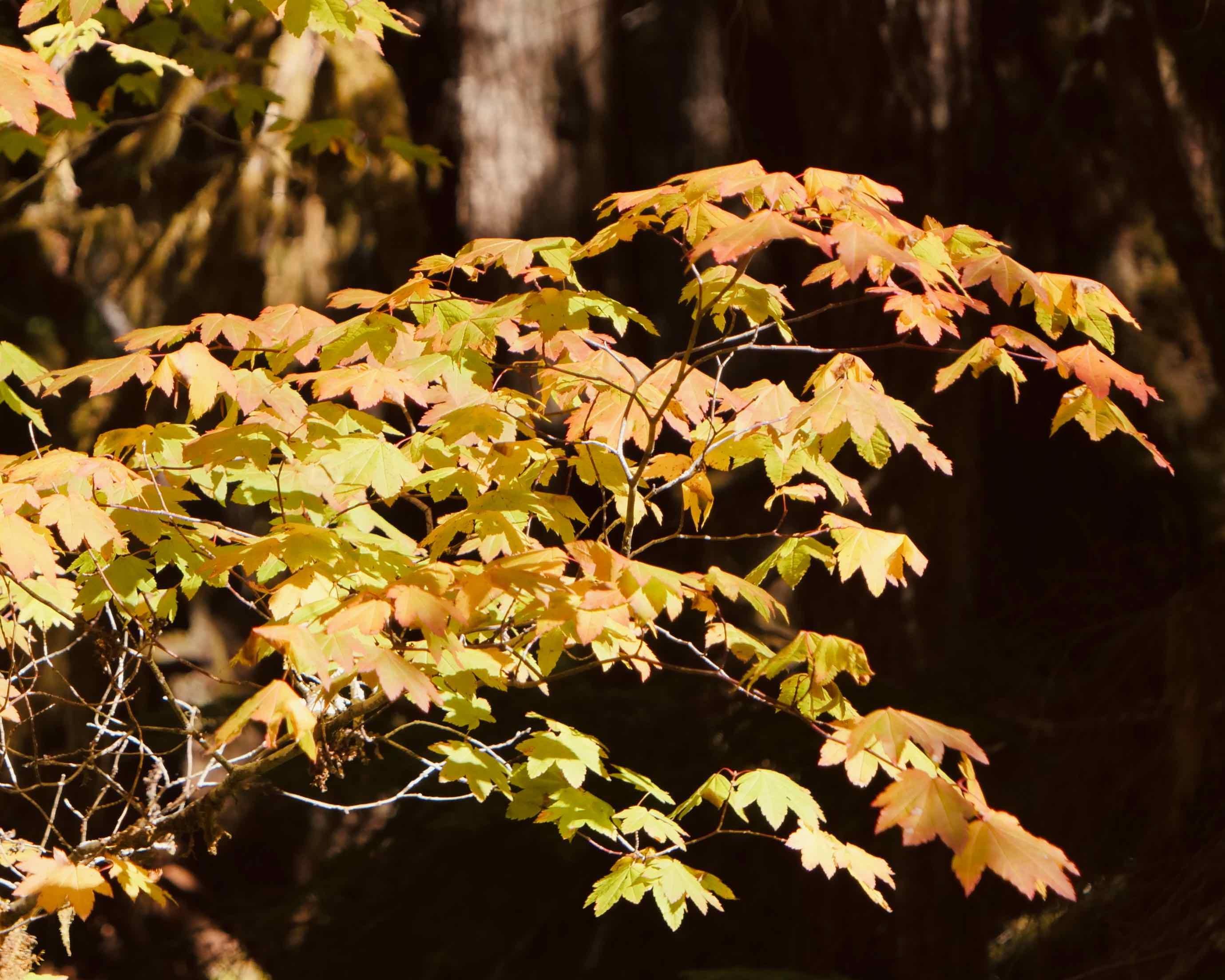 A Maple Tree in Full Autumn Regalia. Downloadable Print, Digital