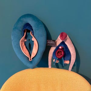 VULVA DELUXE model, vulva anatomy set with detachable clitoris, skene’s and bartholin’s glands, perfect for sex education and coaching