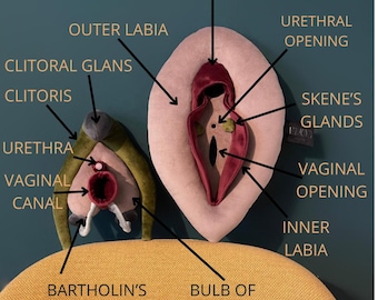 Vulva Deluxe Anatomy Model, Sex Education Tool