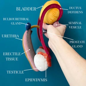 Male Reproductive System, Anatomical Sex Education Pillows, velvet model of Penis, Testes, Seminal Vesicles, and Bladder