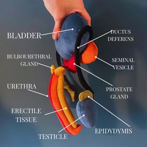 May include: A plush anatomical model of the male reproductive system. The model features a blue bladder, red seminal vesicle, orange and yellow erectile tissue, and other labeled parts. The text labels include "Bladder", "Ductus Deferens", and "Testicle".