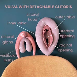VULVA 2.0, sex education tool, anatomy set of vulva with detachable clitoris, colorful puppets for sex education & coaching, yoni model