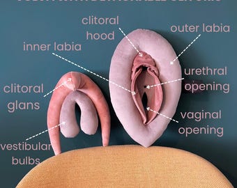Velvet Vulva Anatomy Model with Detachable Clitoris, Sex Education Tool