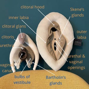 VULVA DELUXE model, vulva anatomy set with detachable clitoris, skene’s and bartholin’s glands,  sex education set in shades of beige &brown