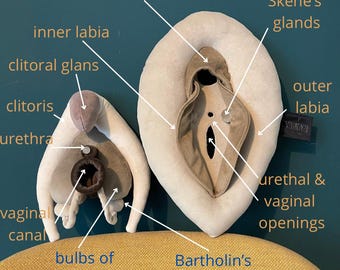 VULVA DELUXE model, vulva anatomy set with detachable clitoris, skene’s and bartholin’s glands,  sex education set in shades of beige &brown