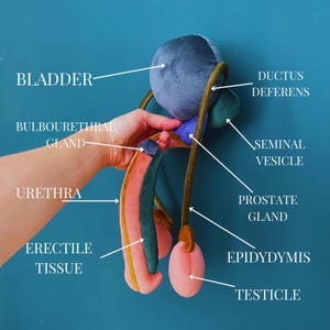 May include: A plush anatomical model of the male reproductive system. The model features a blue bladder, green seminal vesicles, and pink testicles. Labeled with the terms: bladder, urethra, erectile tissue, and more.