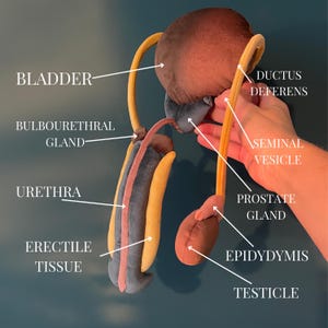 May include: A plush model of the male reproductive system, featuring labeled parts such as the bladder, urethra, and testicle. The model is made of soft, colorful fabric and is designed for educational purposes.