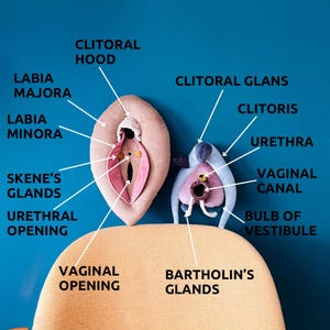 VULVA DELUXE model, vulva anatomy set with detachable clitoris, skene’s and bartholin’s glands, perfect for sex education and coaching
