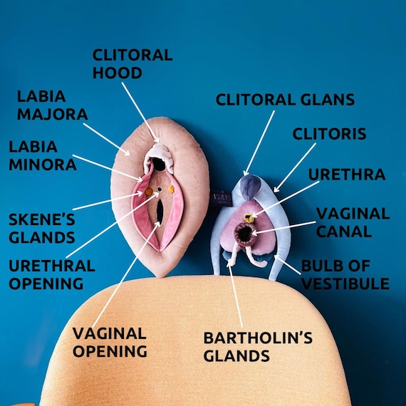 VULVA DELUXE Model, Vulva Anatomy Set With Detachable Clitoris, Skene's and Bartholin's Glands, Perfect for Sex Education and Coaching - Etsy Canada VULVA DELUXE Model, Vulva Anatomy Set With Detachable Clitoris, Skene's and Bartholin's Glands, Perfect for Sex Education and Coaching - Etsy Canada