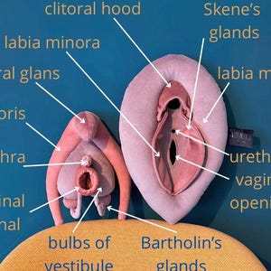 VULVA DELUXE model, vulva anatomy set with detachable clitoris, skene’s and bartholin’s glands, sex education gadget in shades of pink