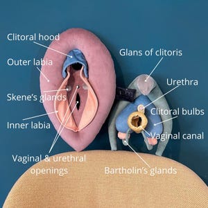 VULVA DELUXE model, vulva anatomy set with detachable clitoris, skene’s and bartholin’s glands, perfect for sex education and coaching