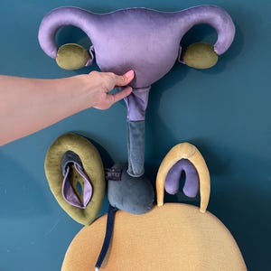 Intimacy coach tool, Vulva, clitoris, uterus and bladder pillow set, violet and green plushy puppets for sex education, genitourinary system