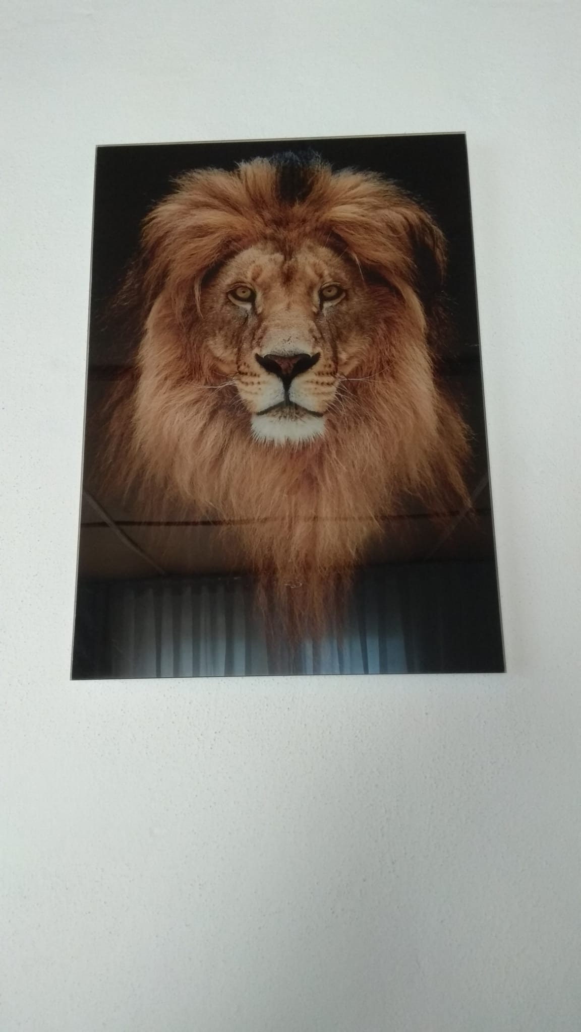 Lion Glass Wall Art Decor Print Ready to Hang Gift Abstract Etsy