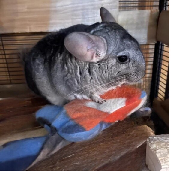 Solid Chinchilla Pal Buddy Small Pet Toy Anti Pill Fleece Cage Accessory Etsy UK