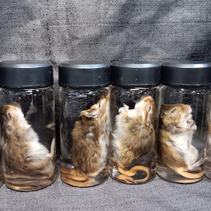 May include: Six glass jars with black lids, each containing a preserved small mammal. The mammals have brown and tan fur. The jars are arranged in a row against a dark gray background.