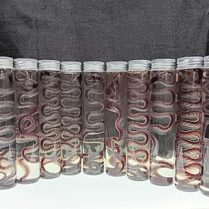 Diaphonized Garter Snake Wet Specimen: Cleared & Stained Anatomy Art
