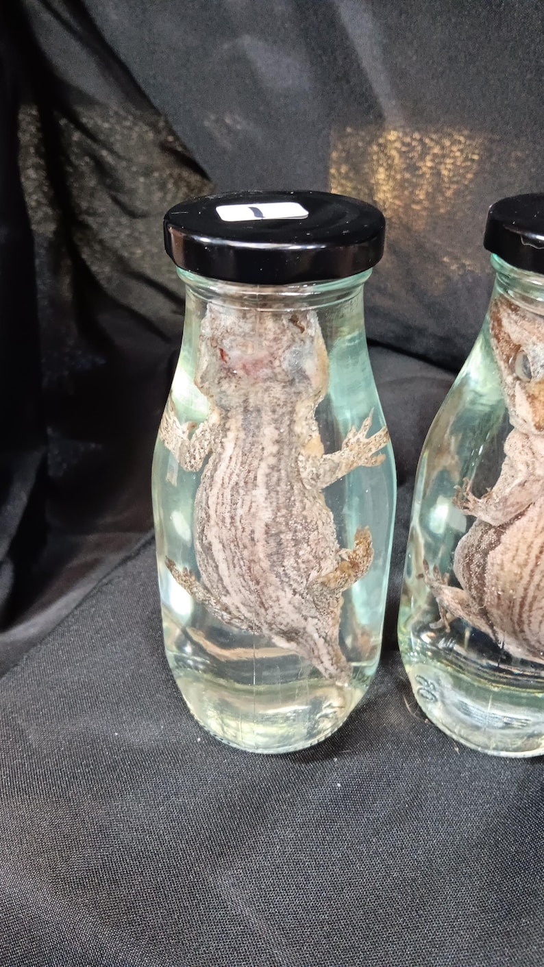 Gargoyle Gecko Wet Specimen - Etsy