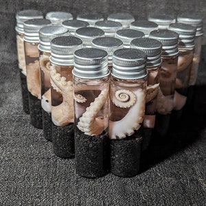 Wet Specimen Octopus Tentacle with Black sand