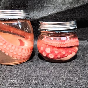 Wet Specimen Octopus Tentacle