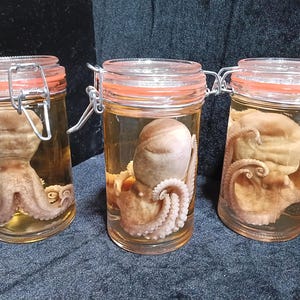 May include: Three glass jars with orange lids and metal clasps, each containing a preserved octopus. The octopuses are a light brown color and are suspended in a clear liquid. The jars are arranged in a row against a dark background.