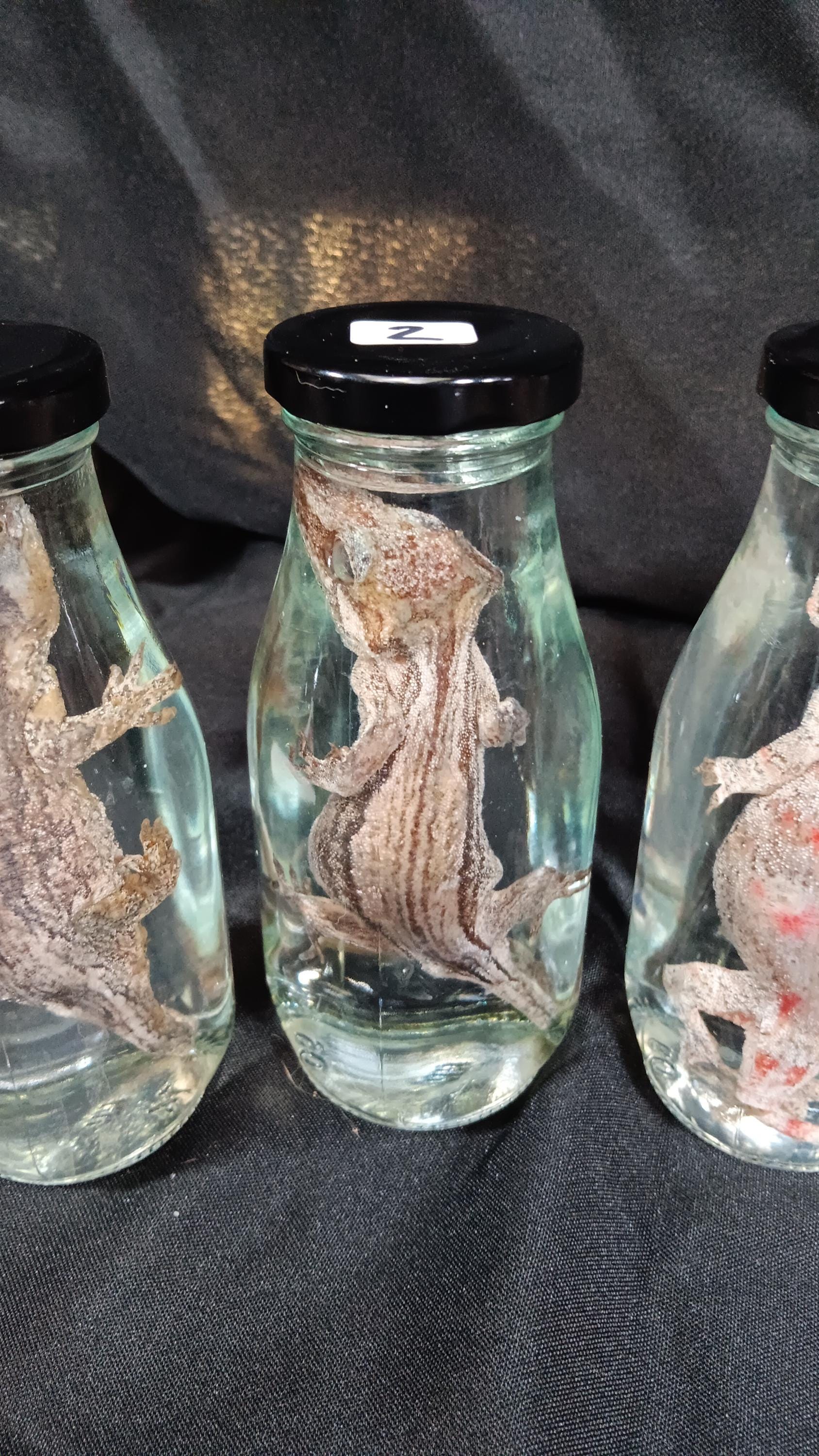 Gargoyle Gecko Wet Specimen - Etsy