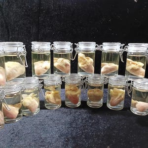 May include: A collection of small glass jars with metal clasps, each containing a preserved specimen. The specimens appear to be heart-shaped and are suspended in a clear liquid. The jars are arranged on a dark surface.