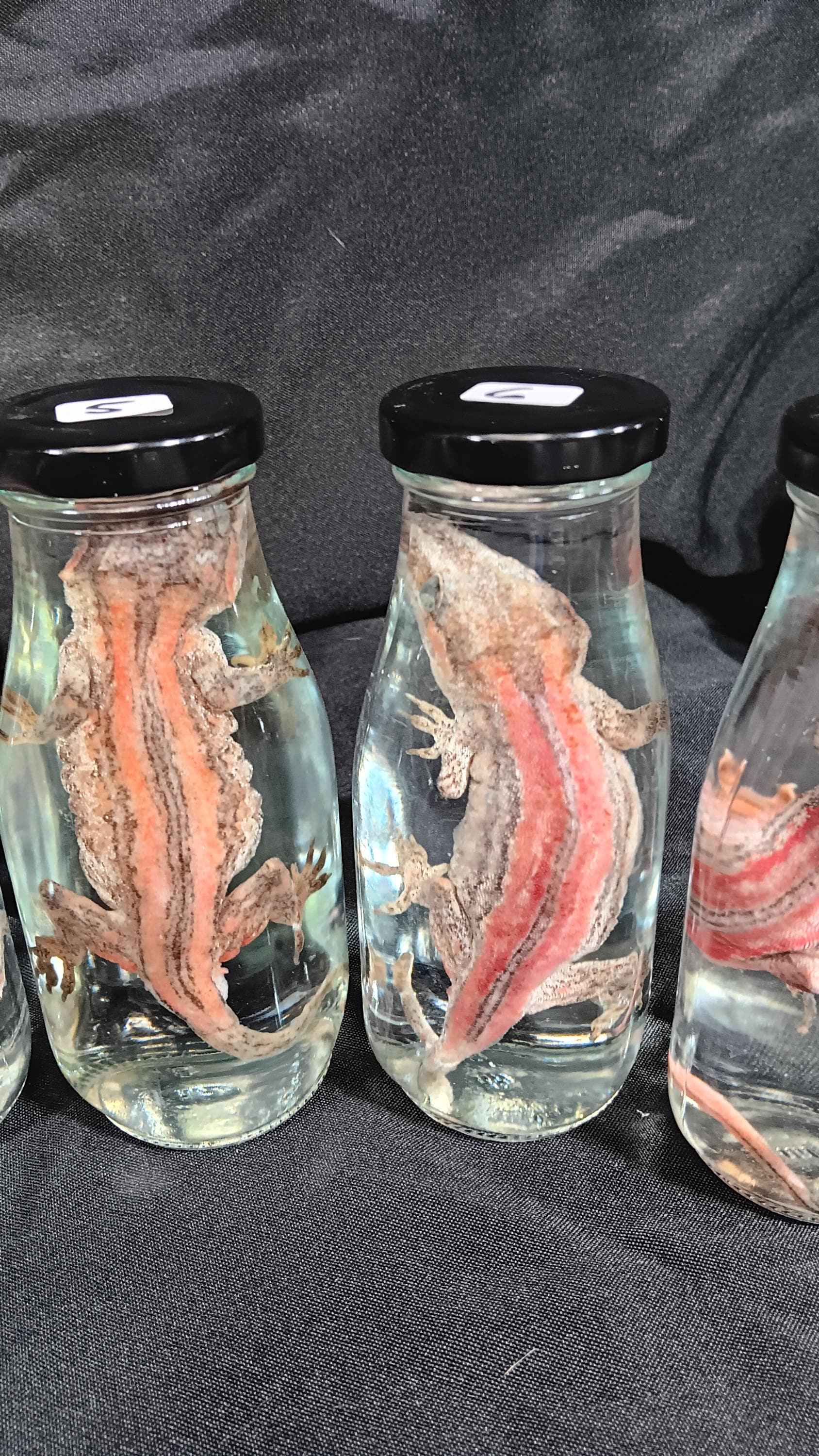 Gargoyle Gecko Wet Specimen - Etsy