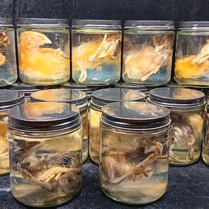 May include: A collection of glass jars with black lids, each containing a preserved bird specimen. The birds have brown and yellow feathers, and are suspended in a clear liquid. The jars are arranged in rows.